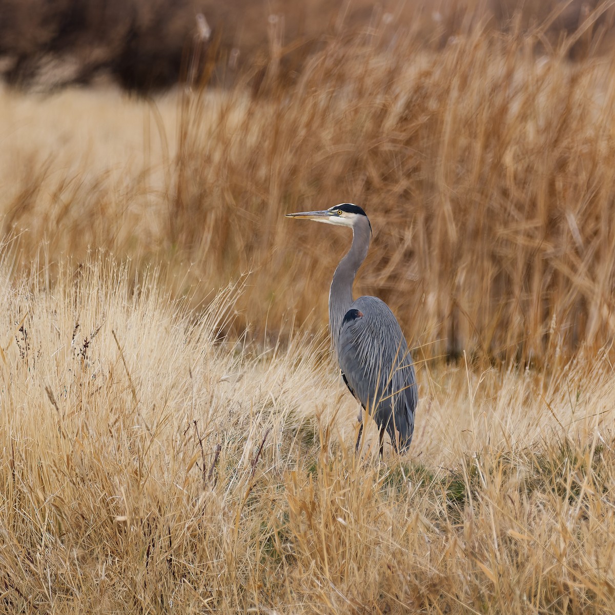 herodiashegre - ML646162300