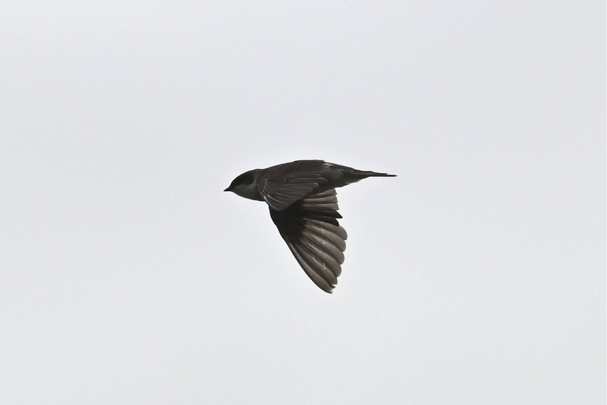 סנונית אמריקנית - ML646162301