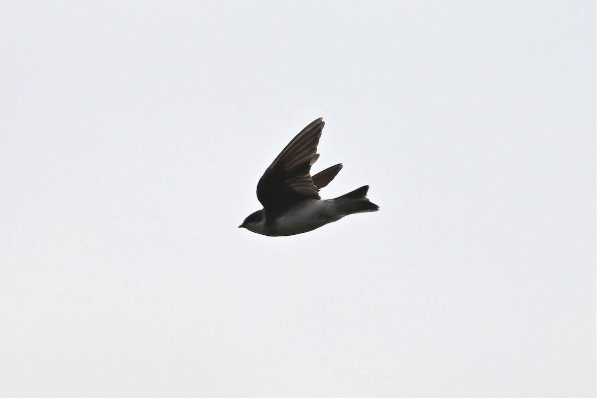 סנונית אמריקנית - ML646162304