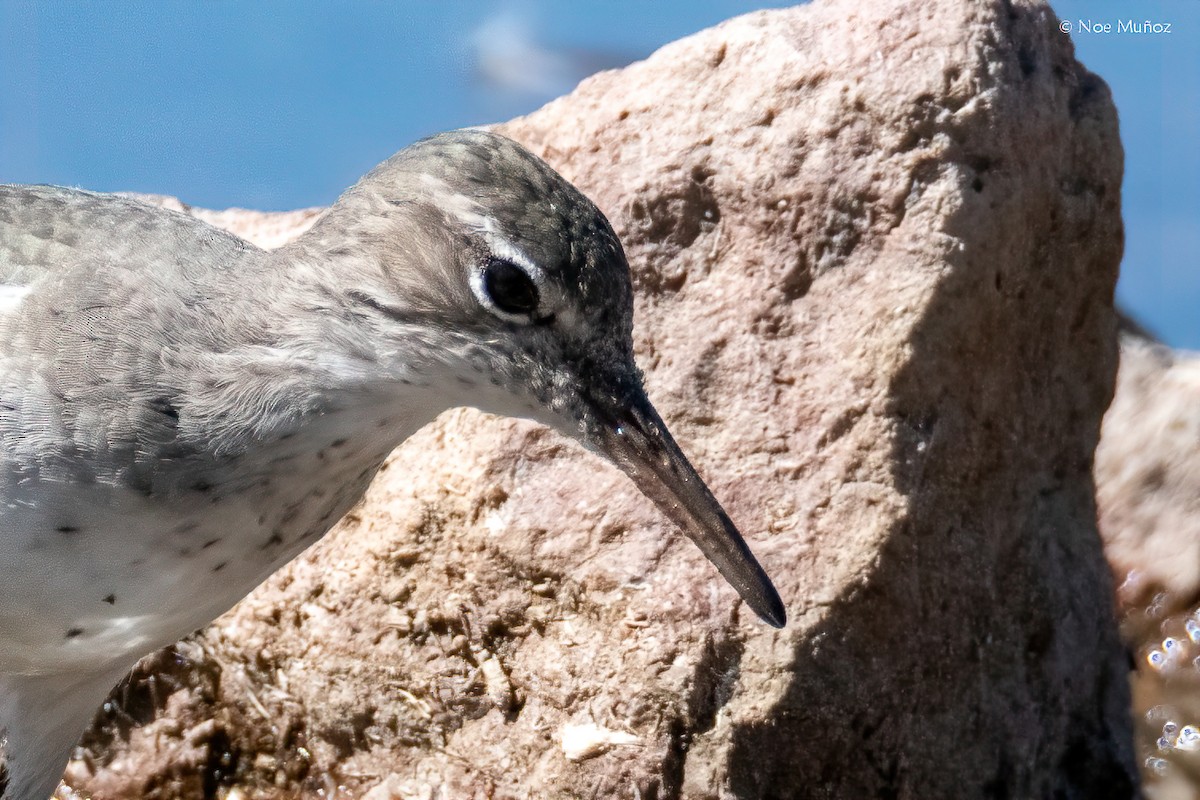 ביצנית נקודה - ML646162305