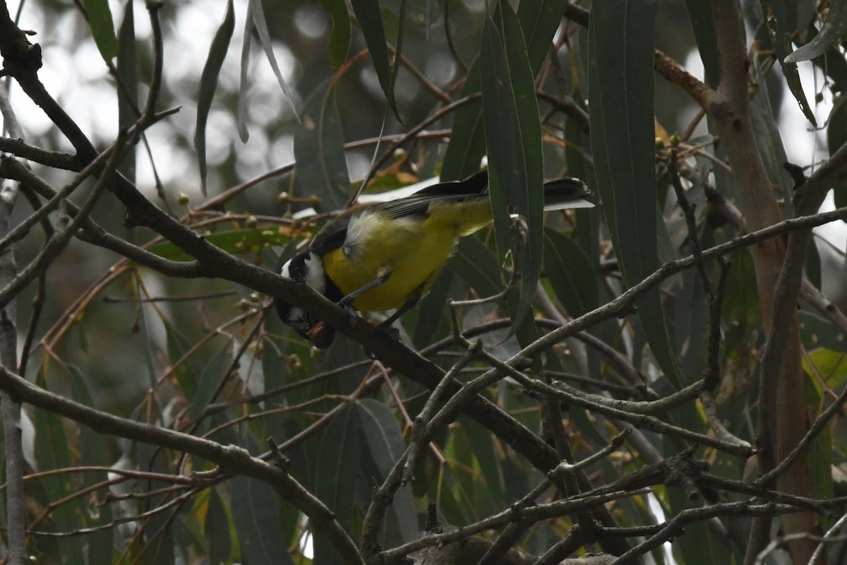 Eastern Shrike-tit - ML646162310