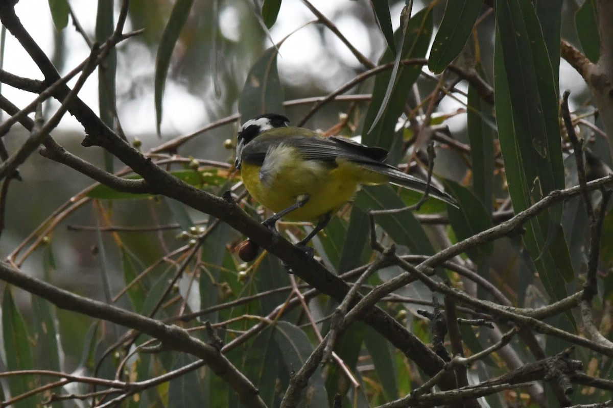 Eastern Shrike-tit - ML646162311