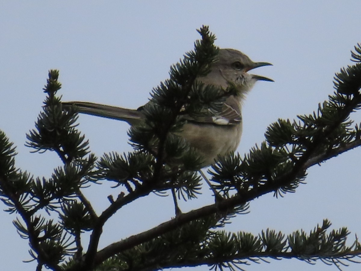 マネシツグミ - ML646162313