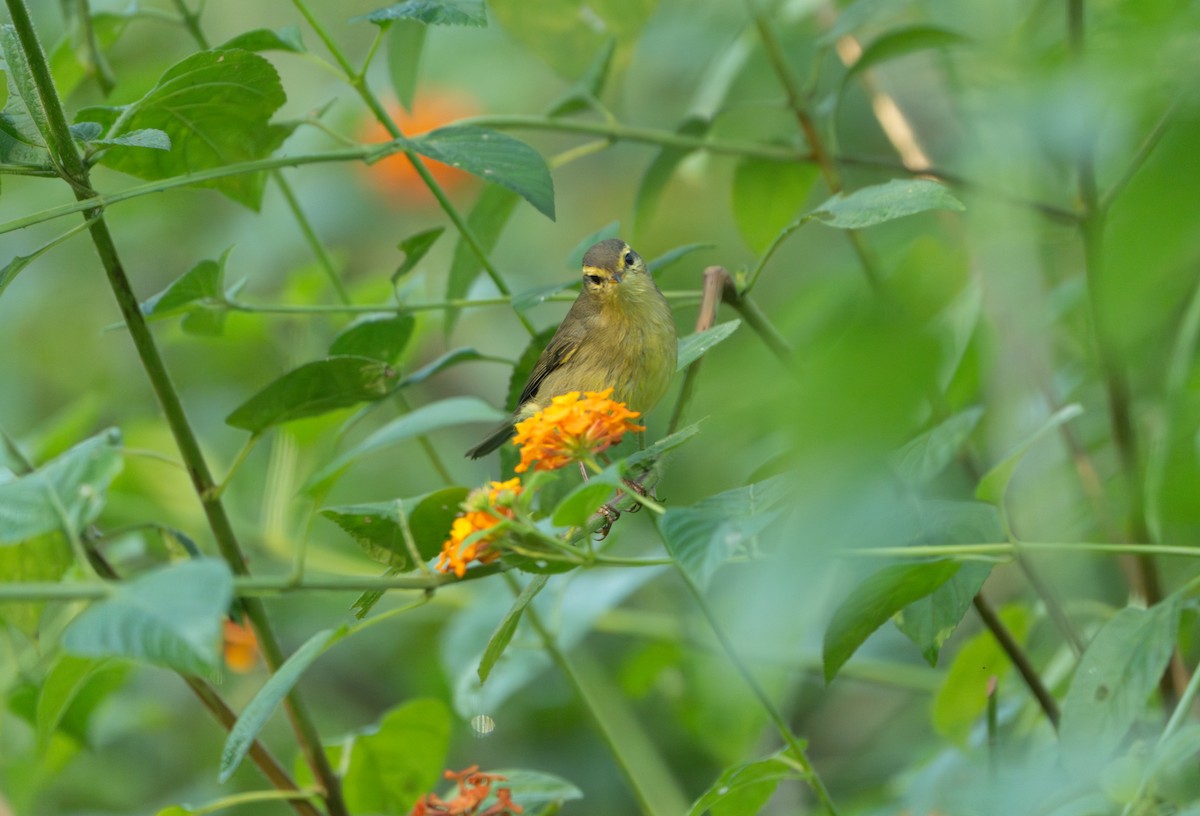 Tickell's Leaf Warbler - ML646162315