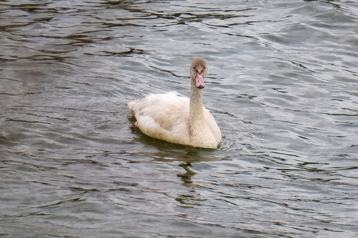 Лебідь чорнодзьобий - ML646162319