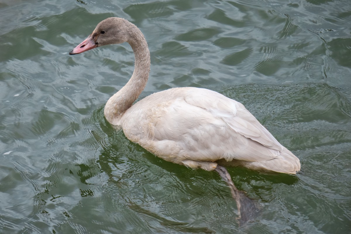 Лебідь чорнодзьобий - ML646162320