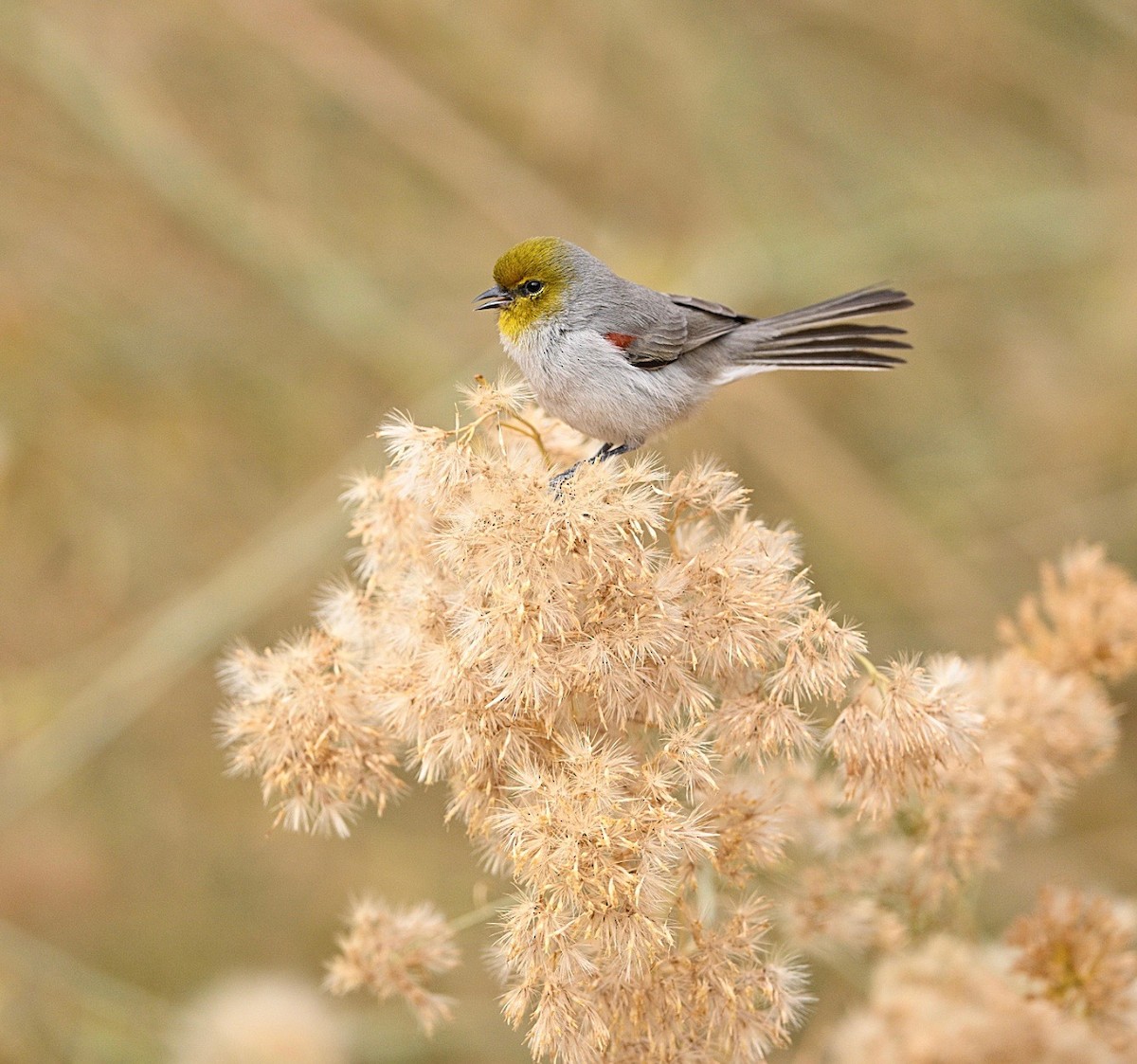 meisesmett - ML646162323