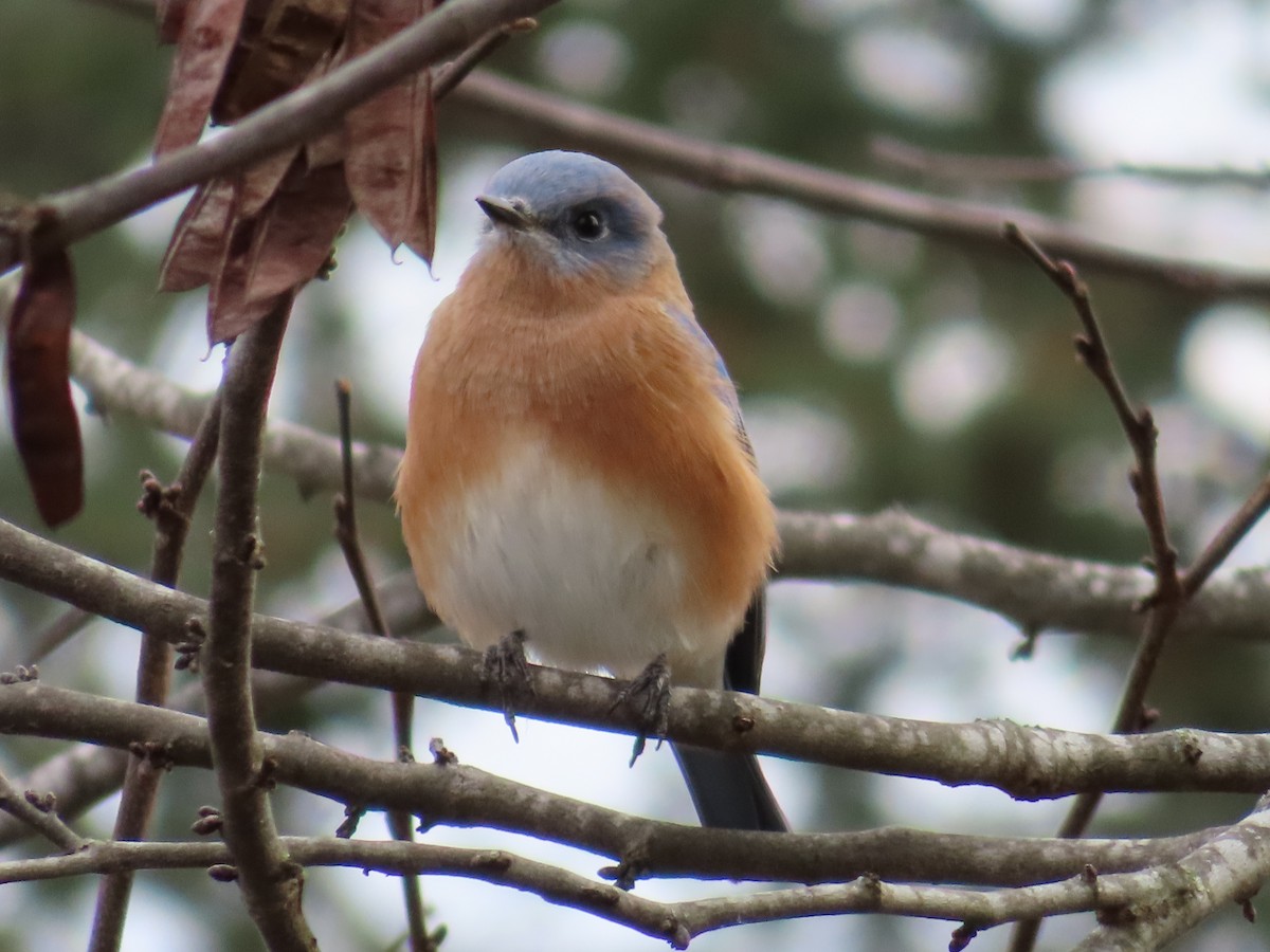 ルリツグミ - ML646162325