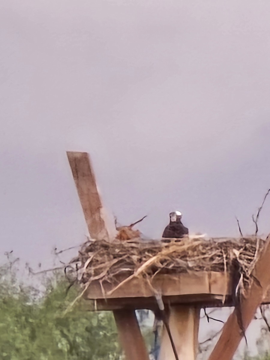 Osprey - ML646162326