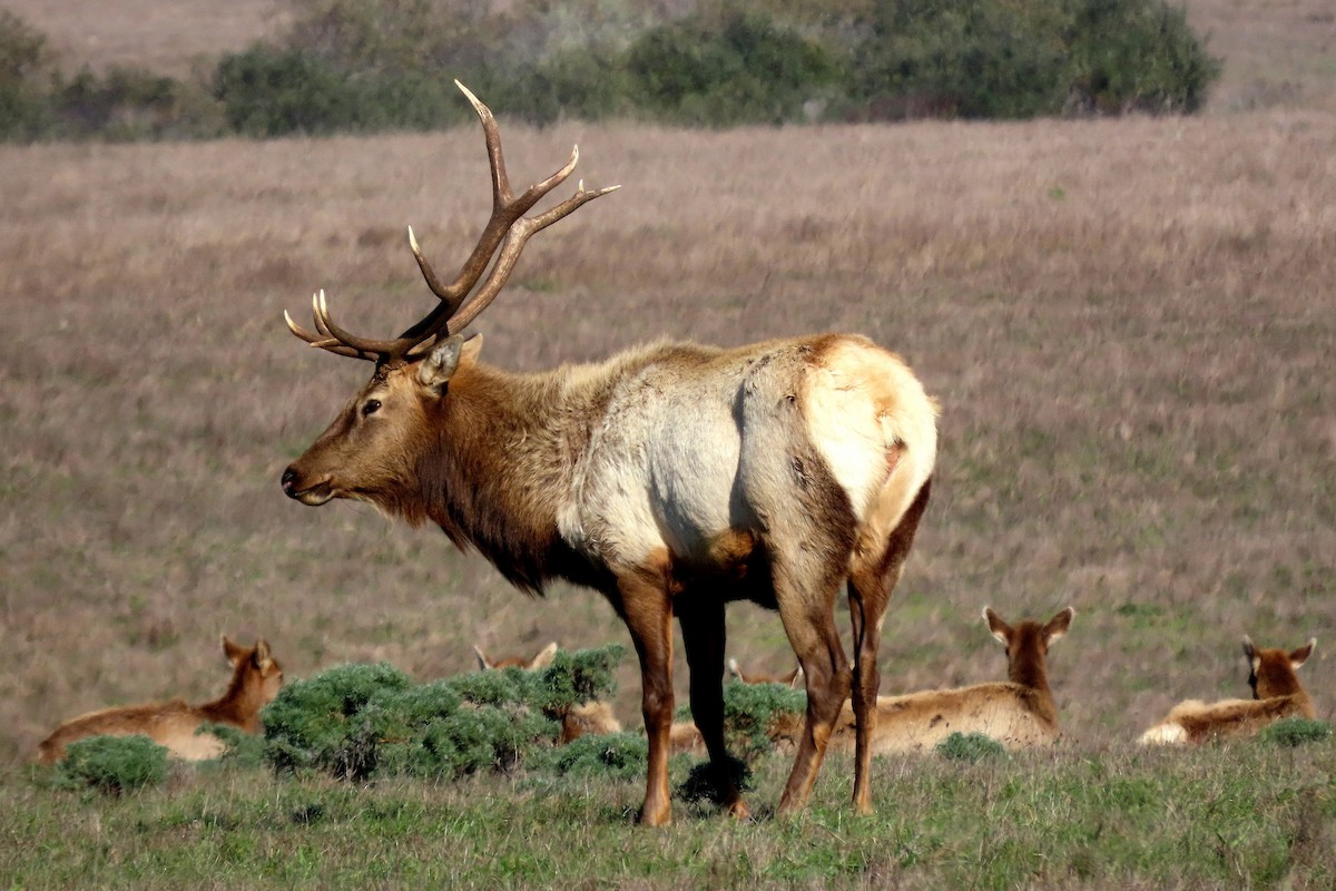 Mammals - ML646162330