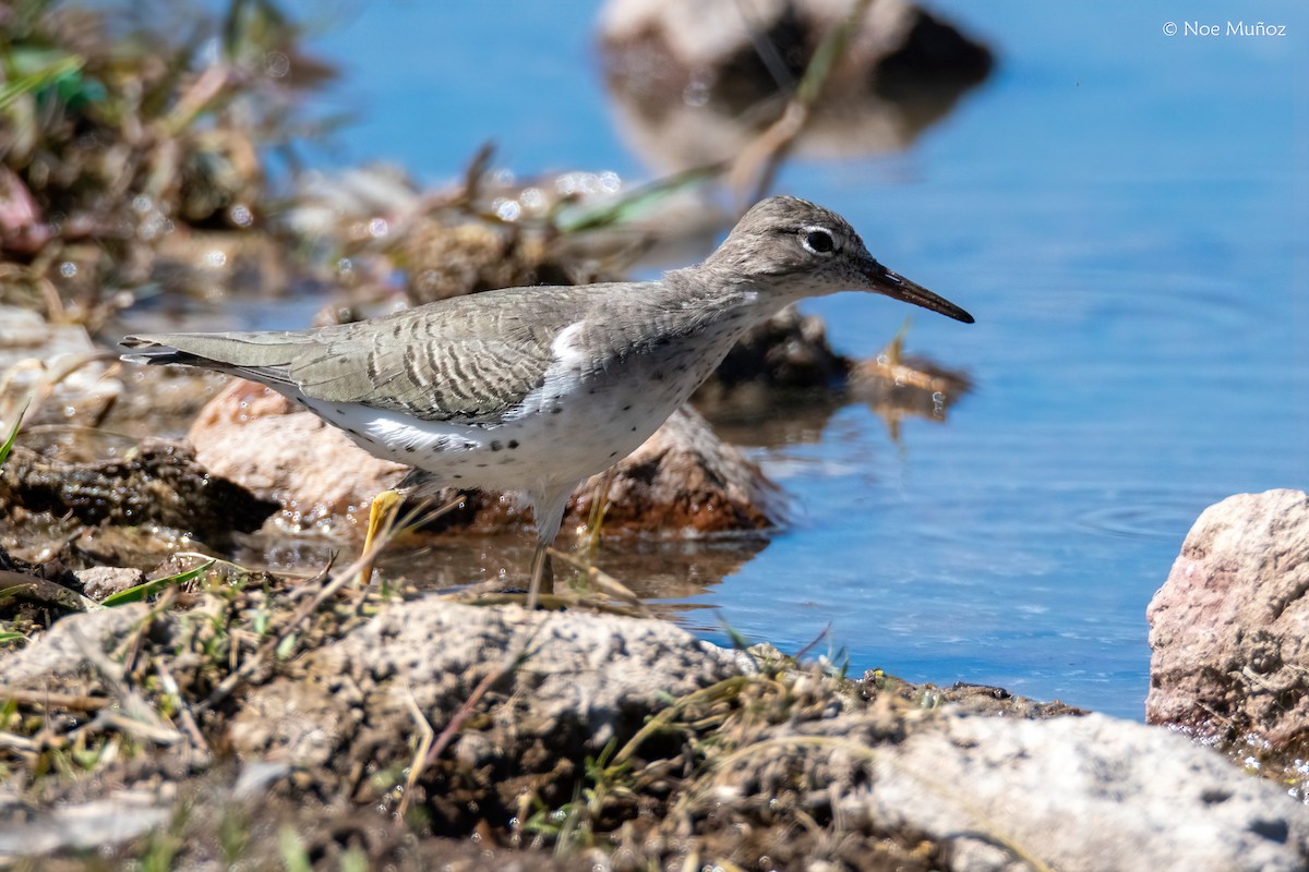 ביצנית נקודה - ML646162332