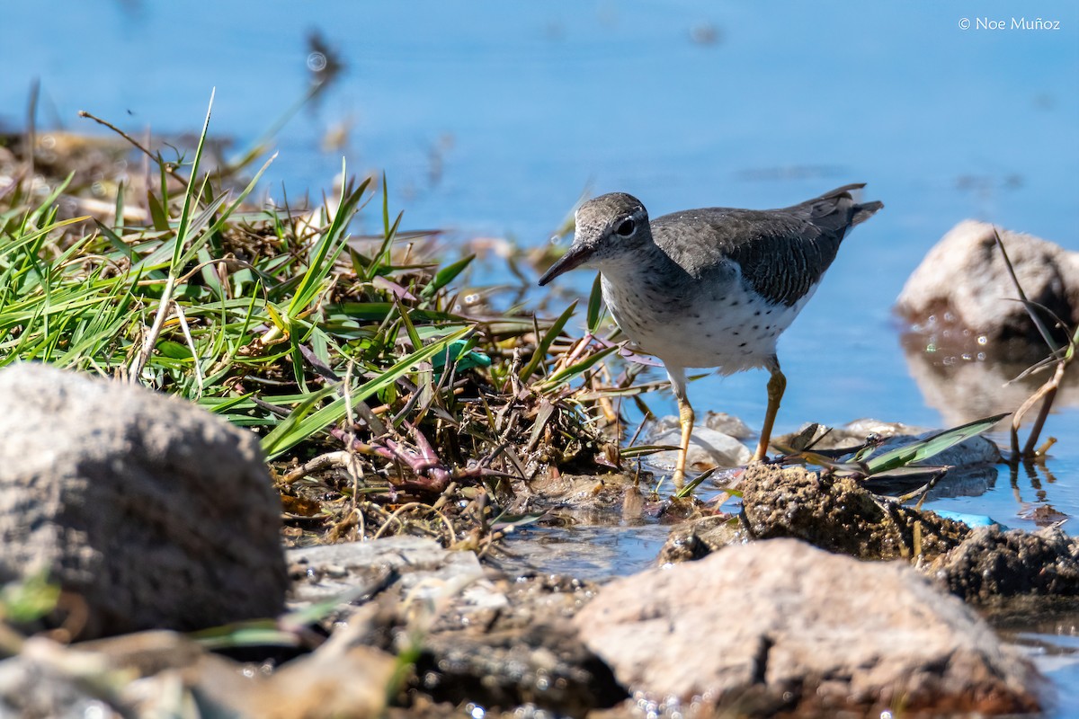 ביצנית נקודה - ML646162334