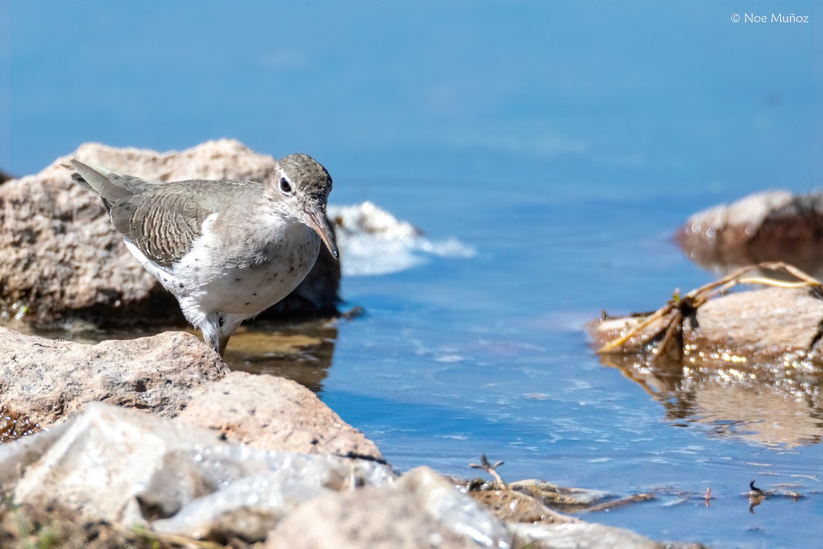 ביצנית נקודה - ML646162335