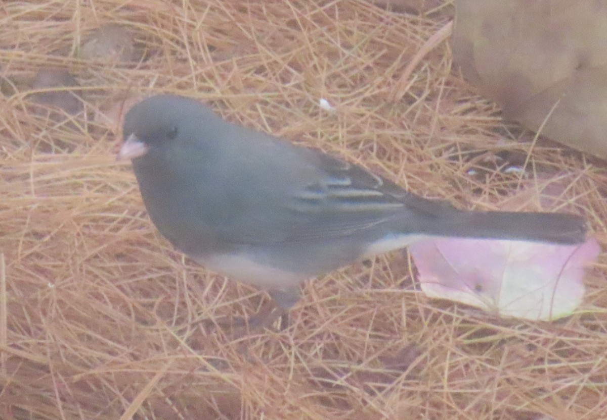 ユキヒメドリ - ML646162336