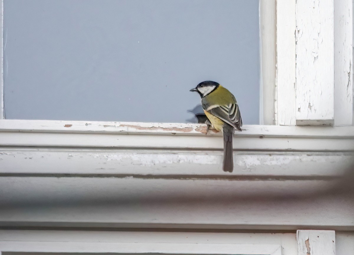 Great Tit - ML646162337