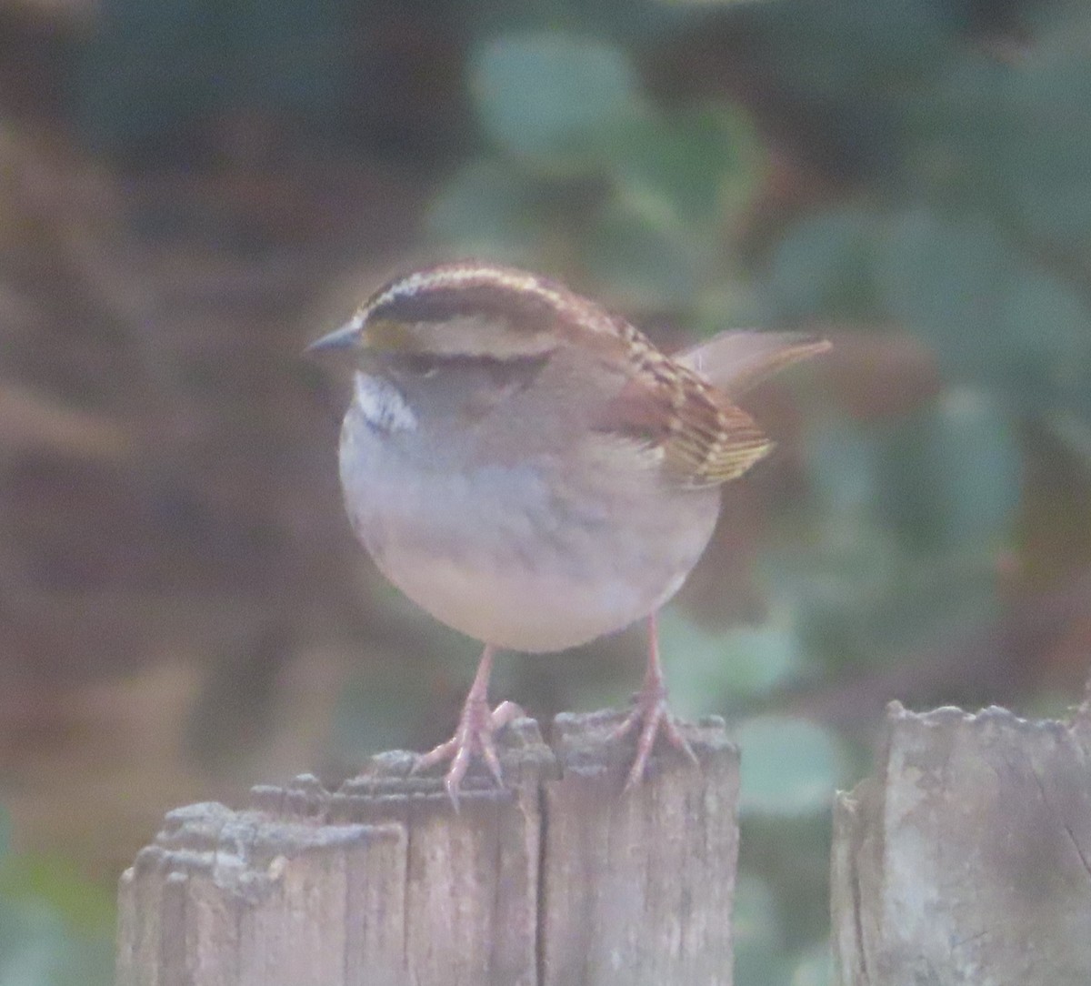 ノドジロシトド - ML646162339