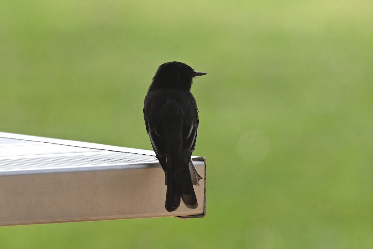 Western Wood-Pewee - ML646162340