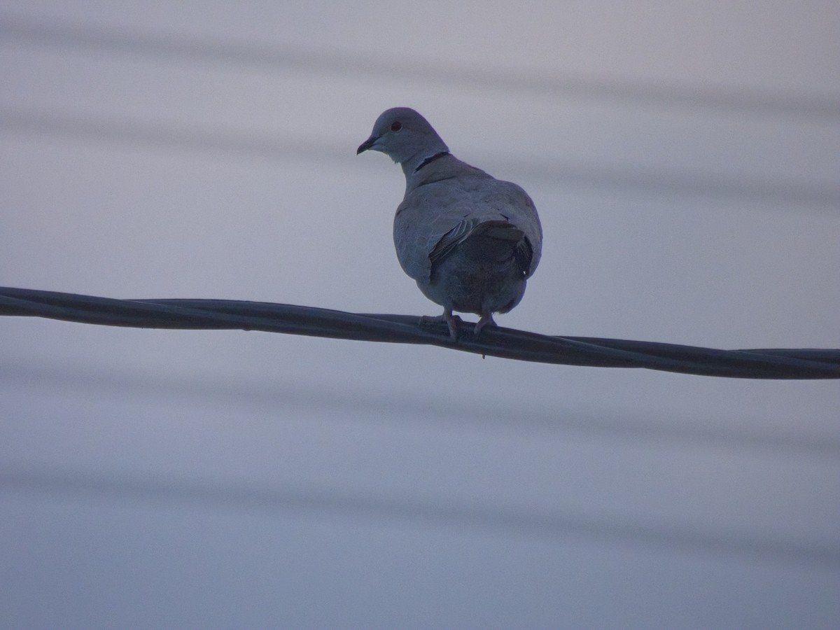 Eurasian Collared-Dove - ML646162341