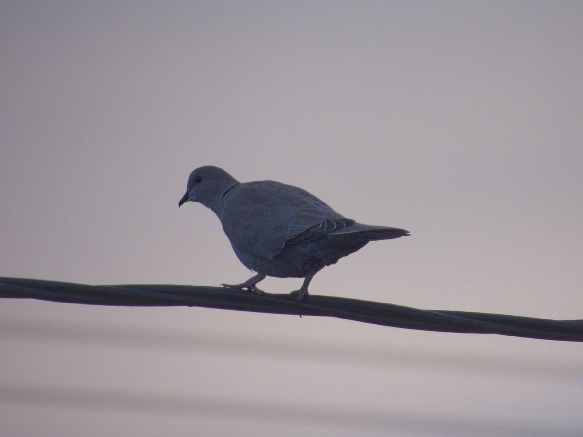 Eurasian Collared-Dove - ML646162342