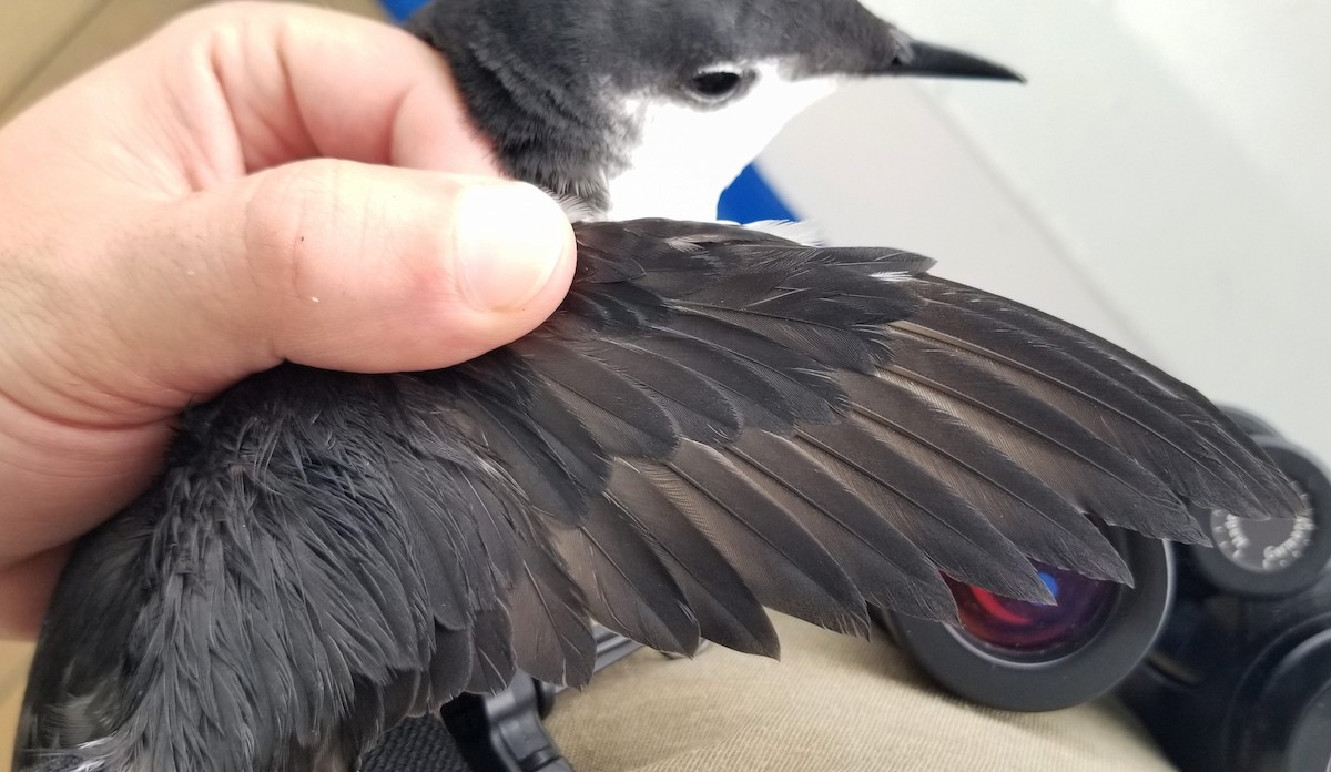 セグロウミスズメ - ML646162343