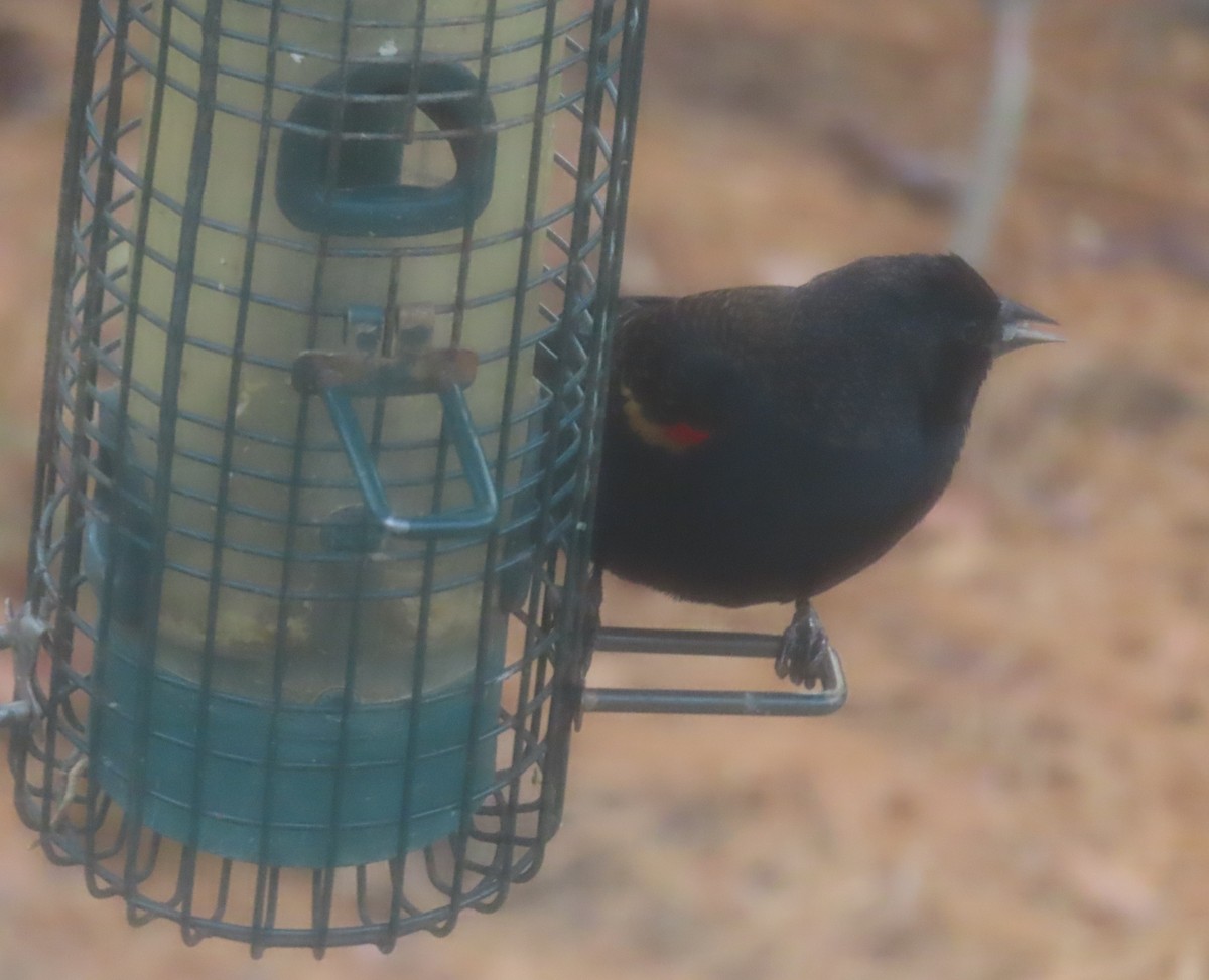 ハゴロモガラス - ML646162345