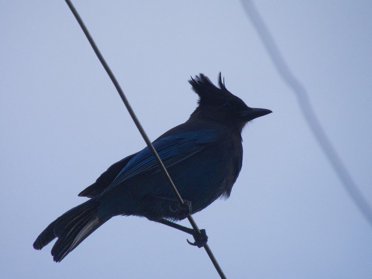 Steller's Jay - ML646162347