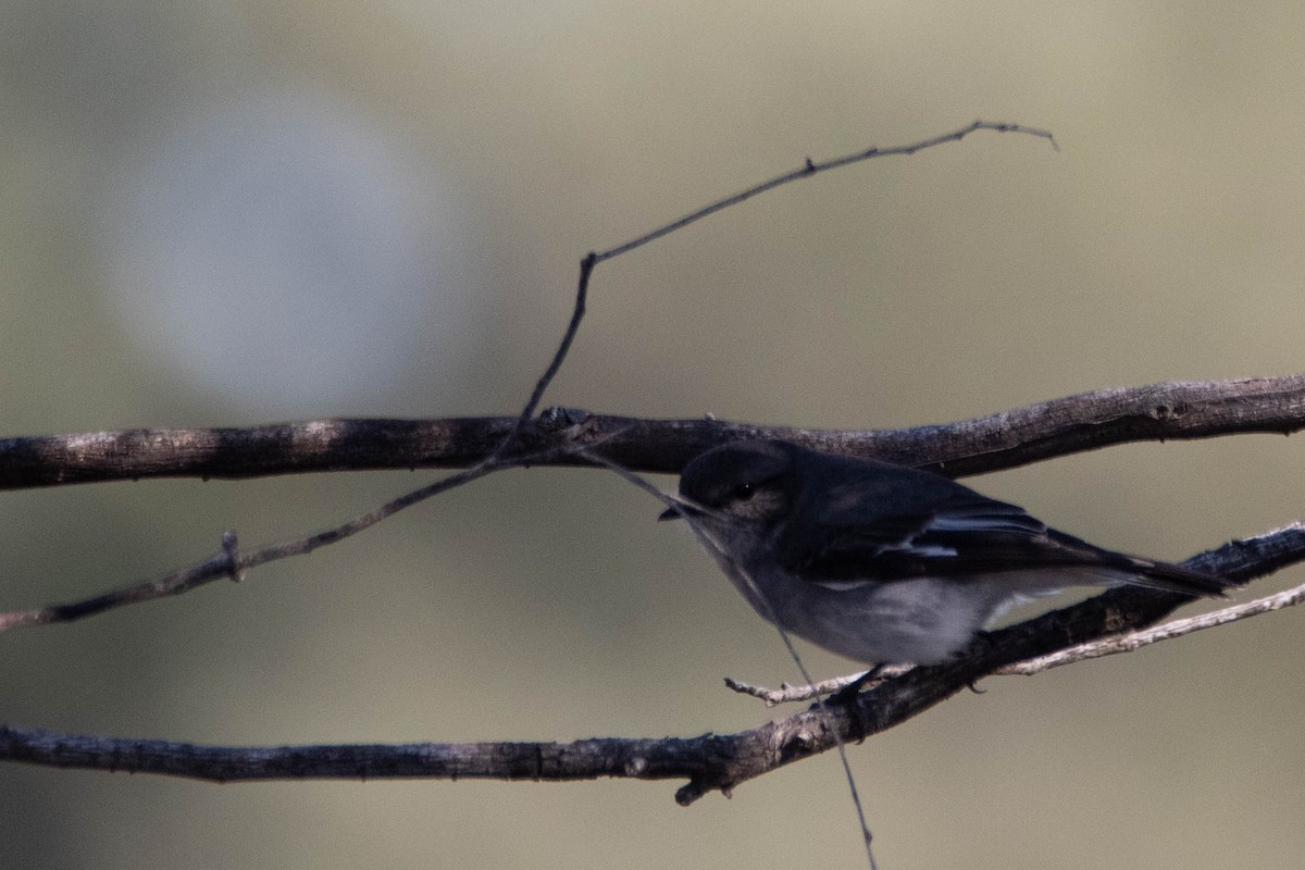 Hooded Robin - ML646162354