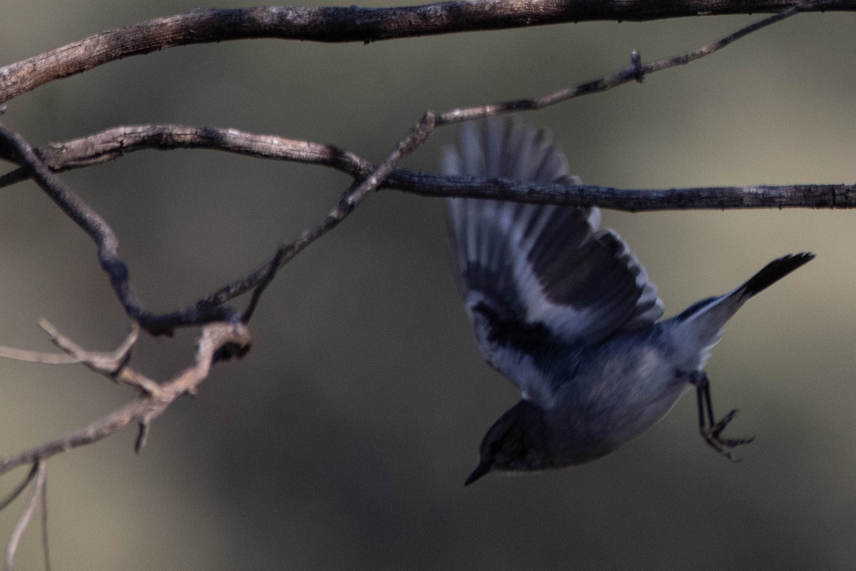 Hooded Robin - ML646162355