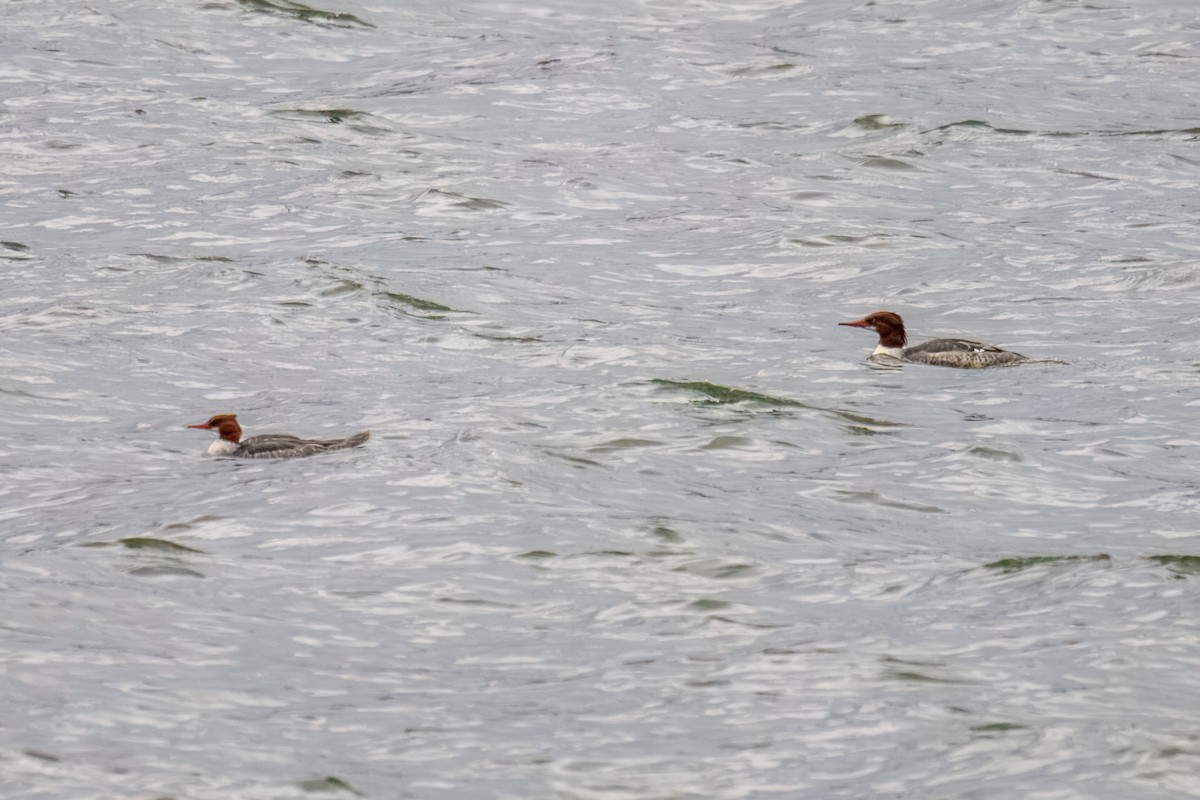 Крех великий - ML646162361