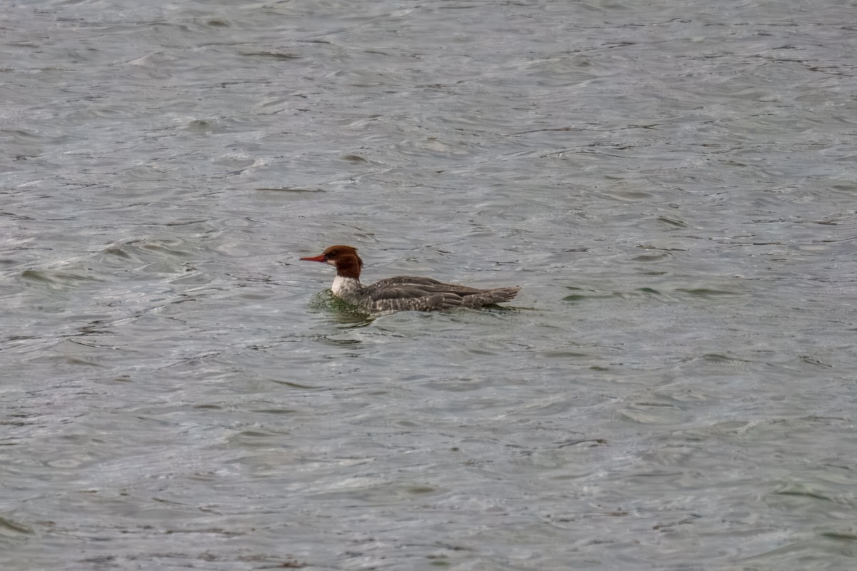 Крех великий - ML646162362