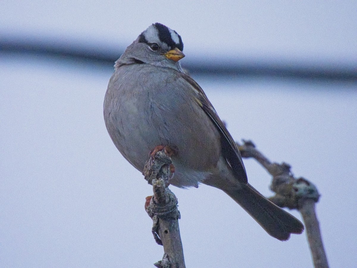 White-crowned Sparrow - ML646162365