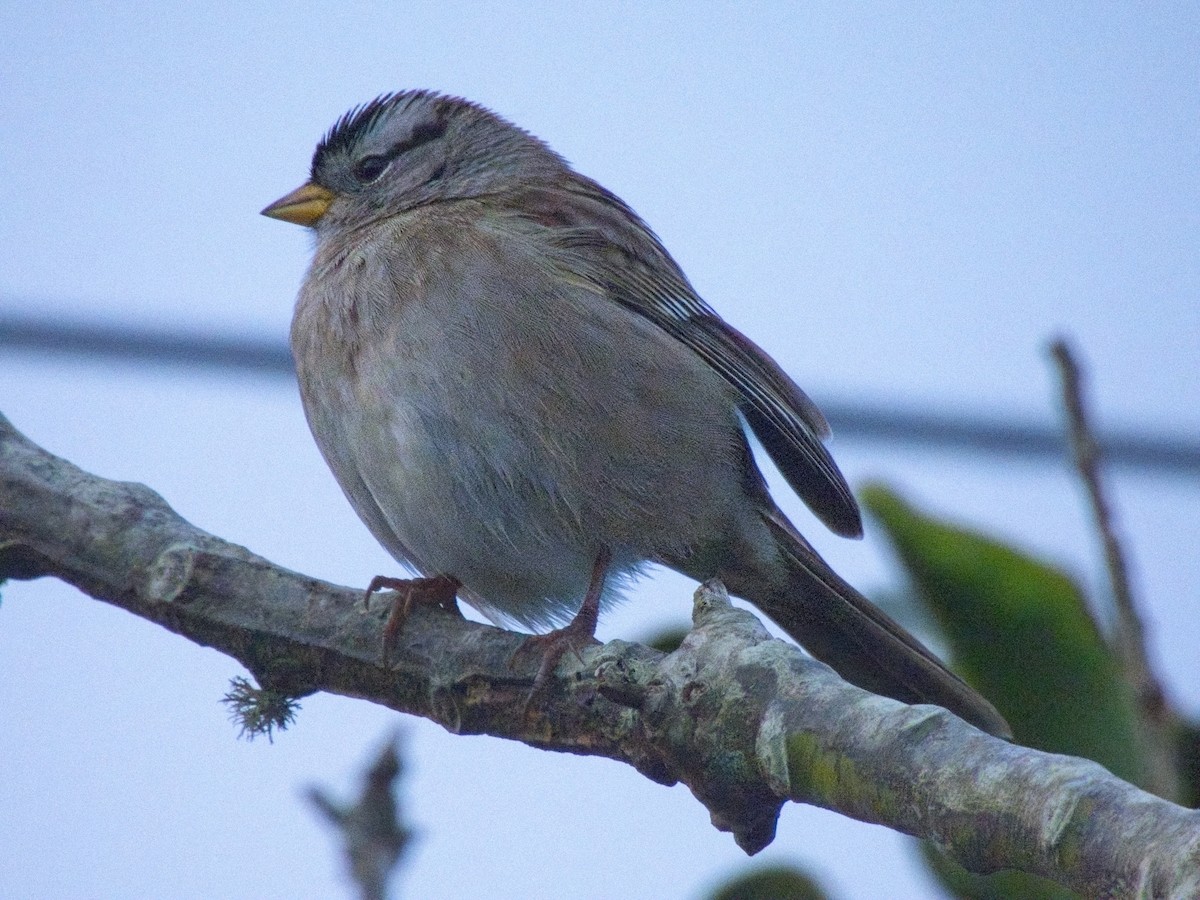 White-crowned Sparrow - ML646162366
