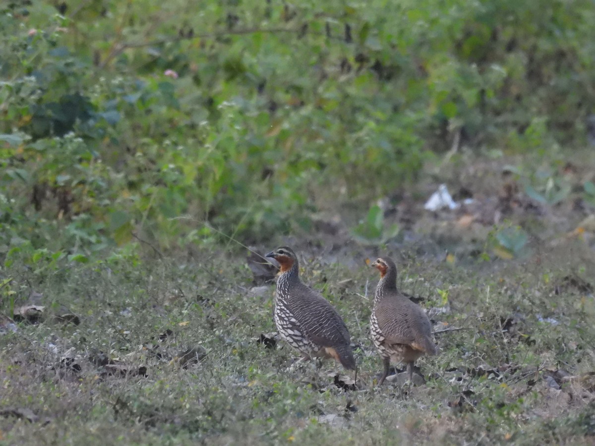 Swamp Francolin - ML646162368