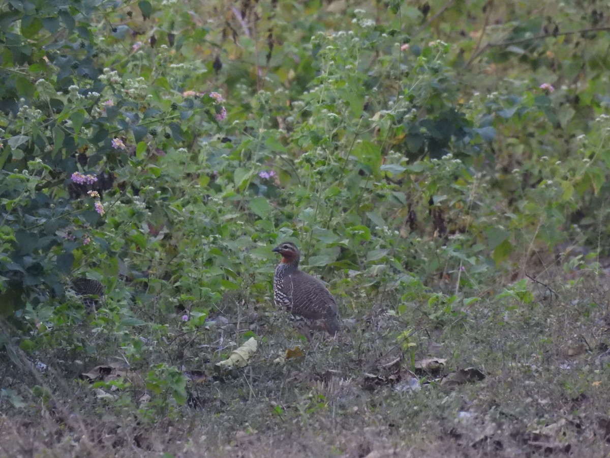 Swamp Francolin - ML646162369
