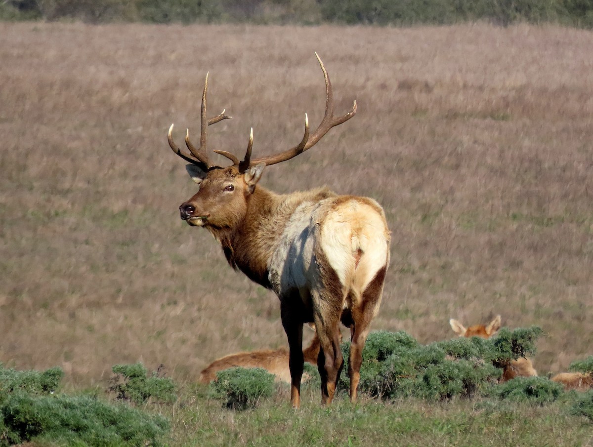 Animals - ML646162370