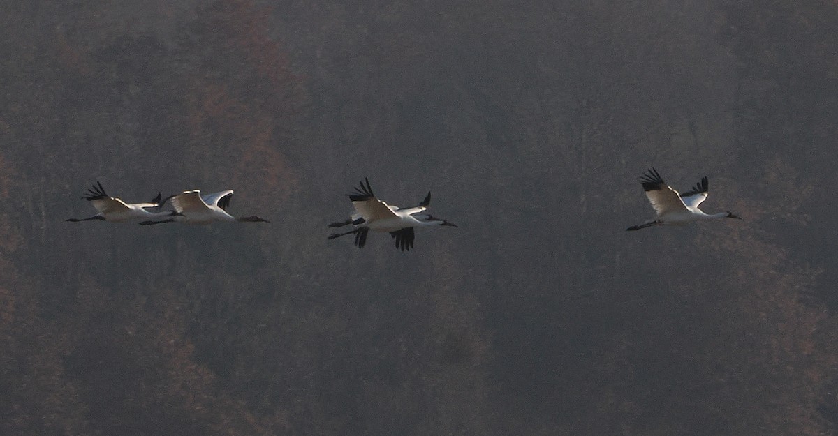 アメリカシロヅル - ML646162373