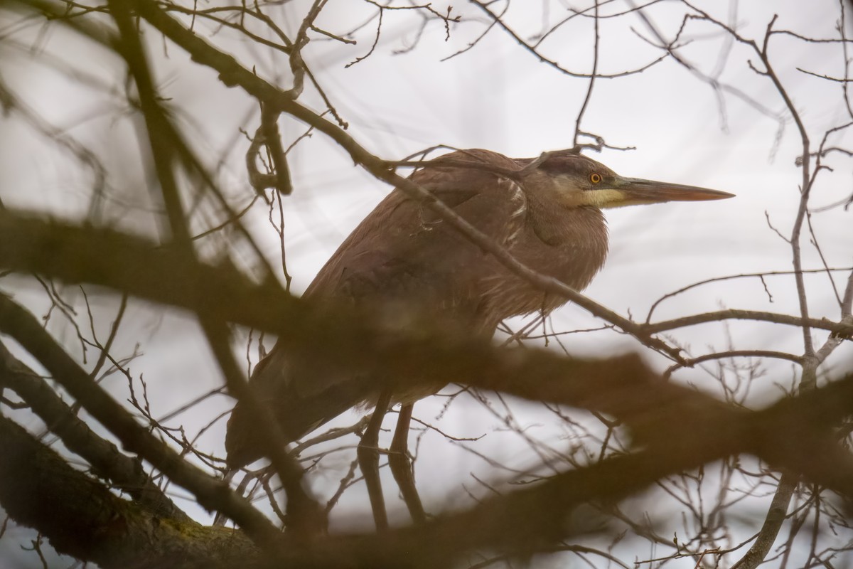 Чапля північна - ML646162374