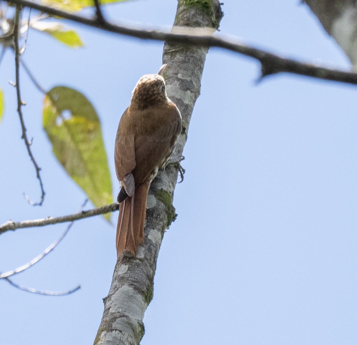 Scaled Woodcreeper - ML646162386