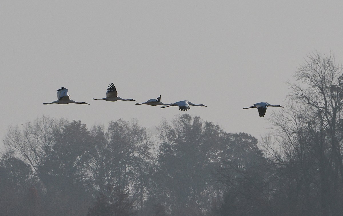 アメリカシロヅル - ML646162388