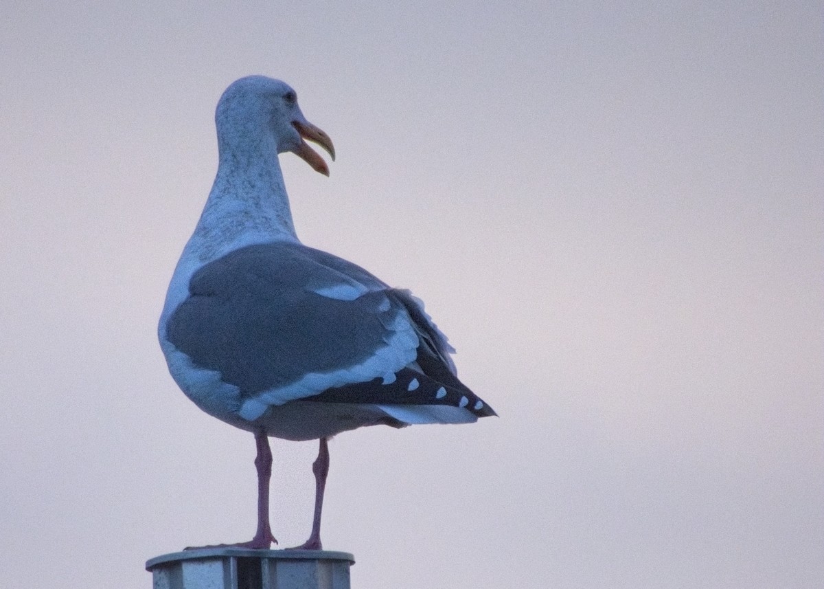Larus sp. - ML646162390