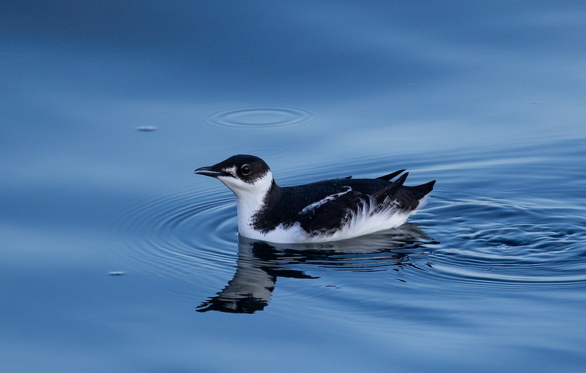 Marbled Murrelet - ML646162410