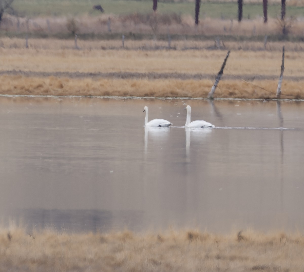 dvergsvane - ML646162411