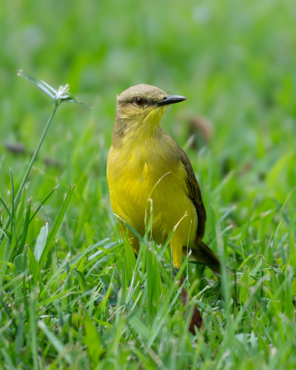 Cattle Tyrant - ML646162419