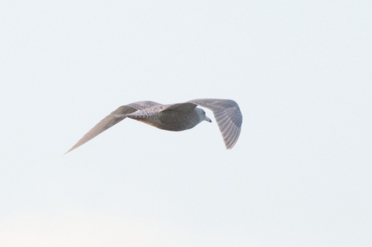 white-winged gull sp. - ML646162420