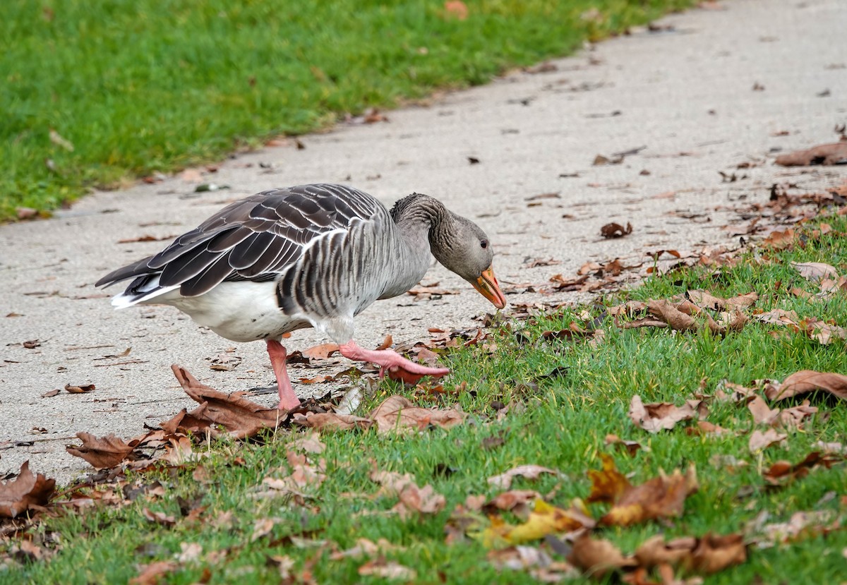 Гуска сіра - ML646162423