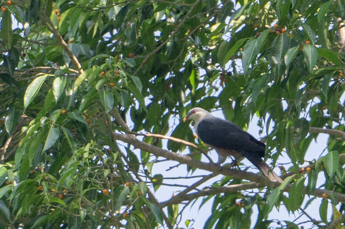 Buru Mountain-Pigeon - ML646162424