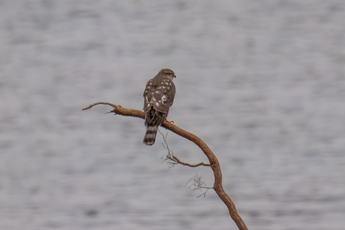 Яструб чорноголовий - ML646162426