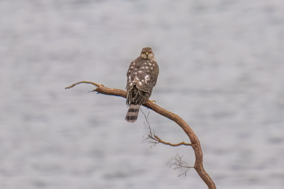 Яструб чорноголовий - ML646162427