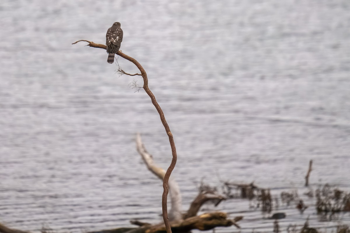 Яструб чорноголовий - ML646162429