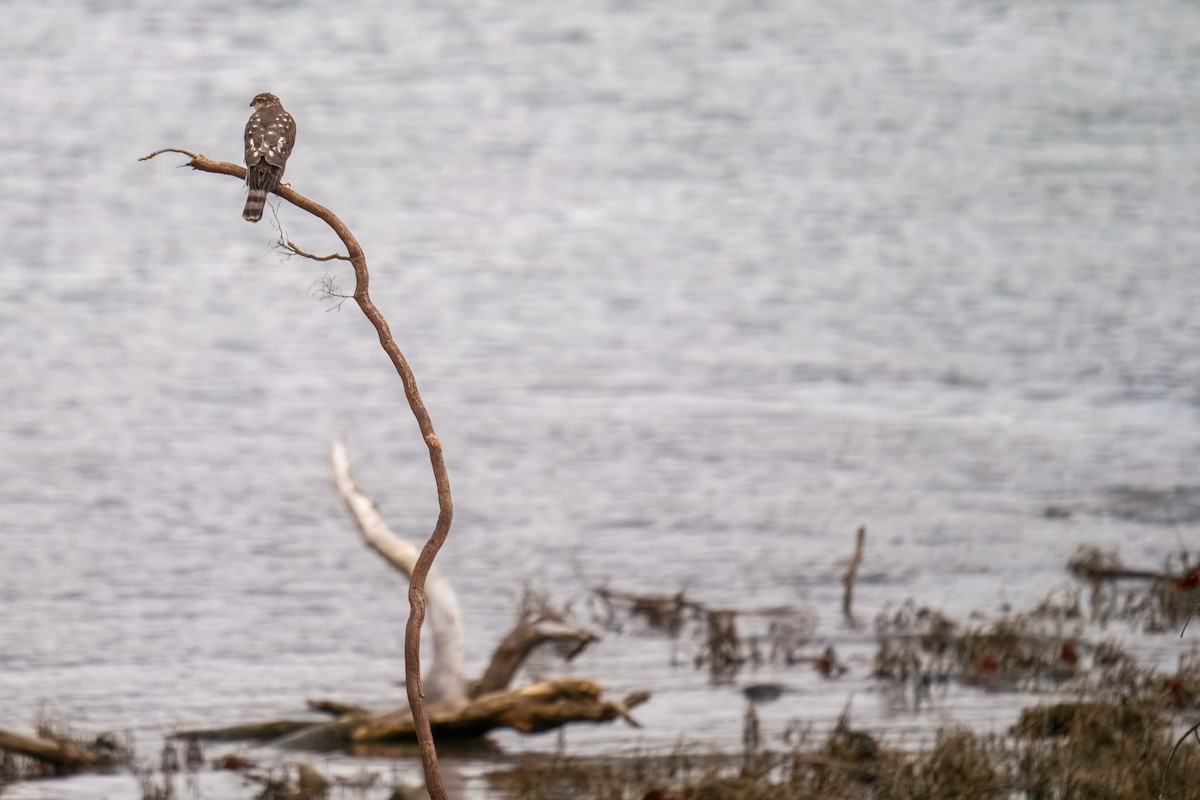 Яструб чорноголовий - ML646162430